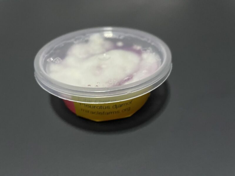 Pink Oyster Mushroom Mycelium Pleurotus Djamor 2oz agar cup forsale 1 1