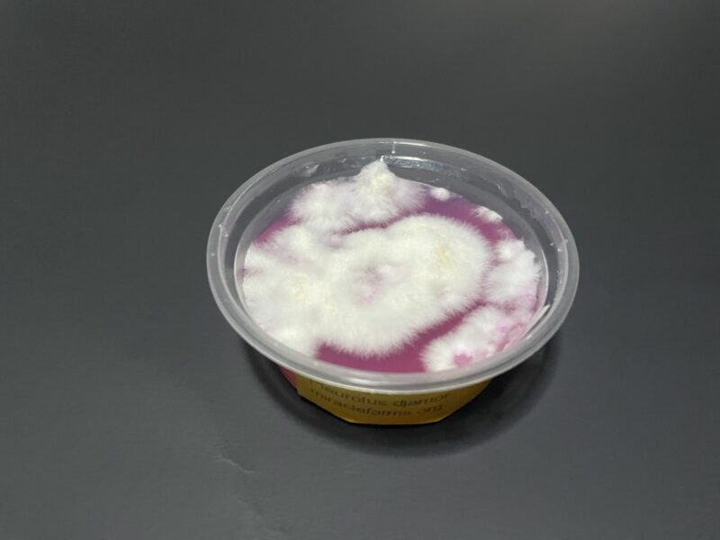 Pink Oyster Mushroom Mycelium Pleurotus Djamor 2oz agar cup forsale 1 6 1