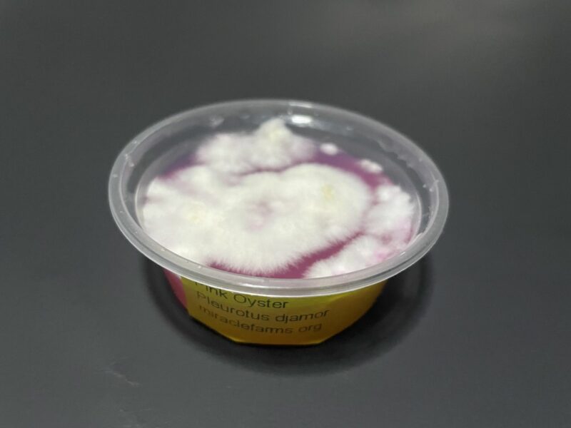 Pink Oyster Mushroom Mycelium Pleurotus Djamor 2oz agar cup forsale 1 7 1