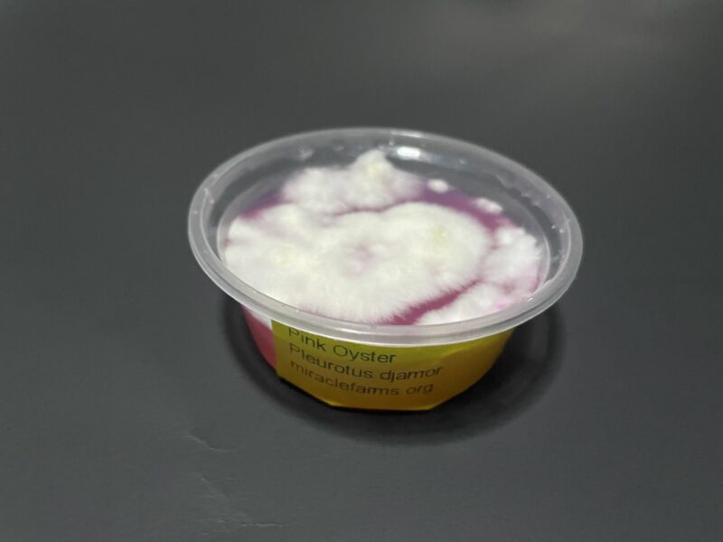 Pink Oyster Mushroom Mycelium Pleurotus Djamor 2oz agar cup forsale 1 9 1