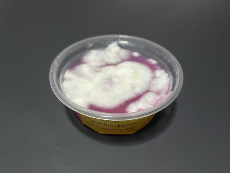 Pink Oyster Mushroom Mycelium Pleurotus Djamor 2oz agar cup forsale 111 1