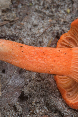 Red Chanterelle scaled