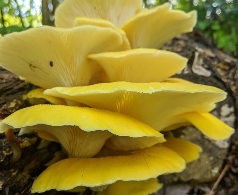 gold oyster msuhroom