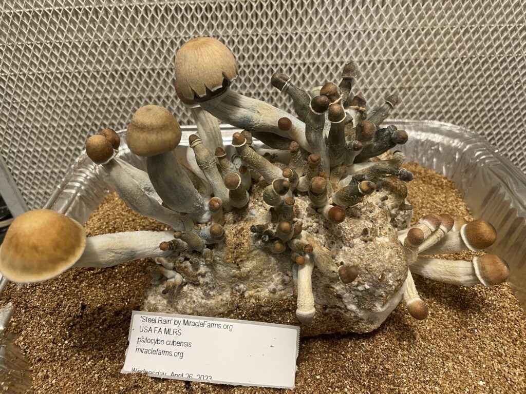 steel rain magic mushroom by miraclefarmsdotorg