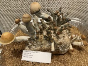 steel rain magic mushroom by miraclefarmsdotorg