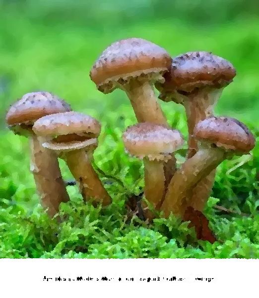 Armillaria Mellea Mushroom Liquid Culture Syringe mushroom information