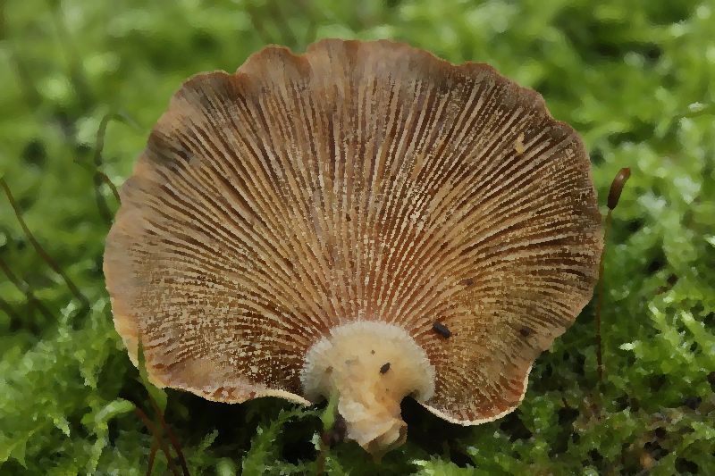 Bitter Oyster mushroom information