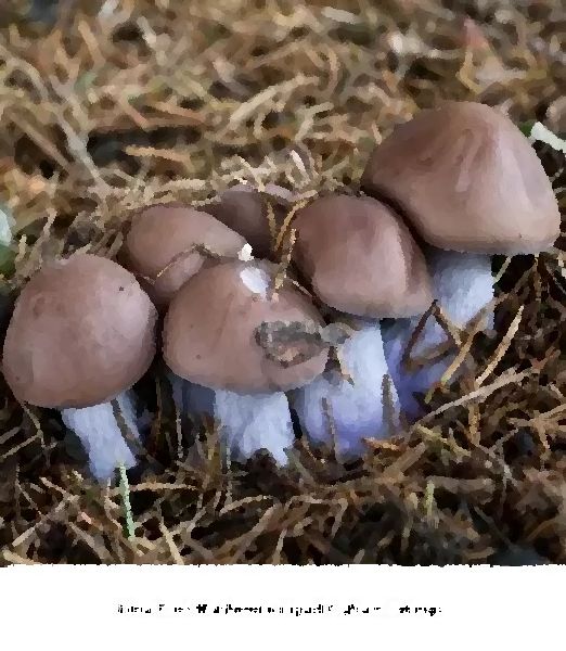 Bleu Foot Mushroom Liquid Culture Syringe mushroom information