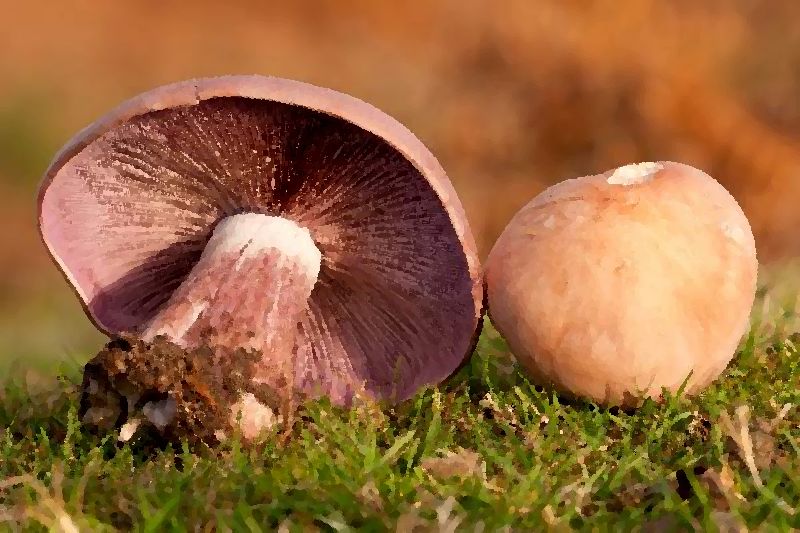 Blewit Lepista Nuda mushroom information