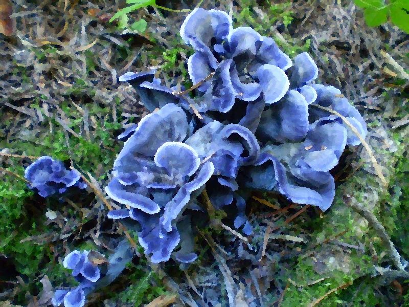 Blue Chanterelle mushroom information
