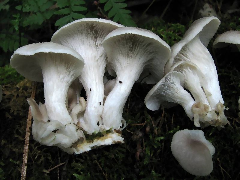 Branched Oyster Mushroom Pleurotus Cornucopiae mushroom information