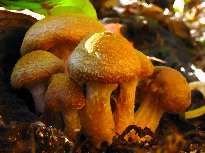 Bulbous Honey Mushroom Armillaria Gallica mushroom information