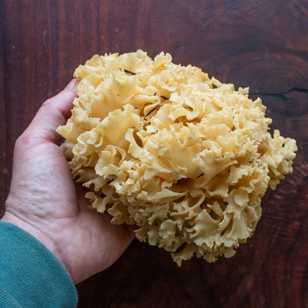Cauliflower Mushroom Sparassis Crispa