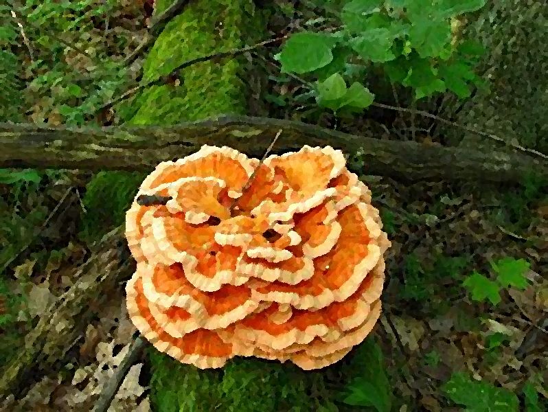 Chicken Of The Woods Laetiporus Zonatus mushroom information