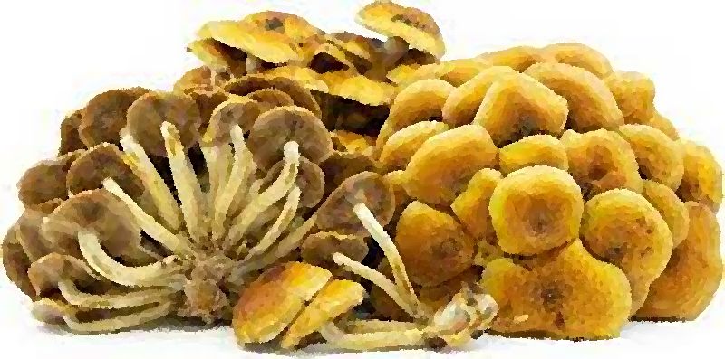 Cinnamon Cap Mushroom Hypholoma Sublateritium mushroom information