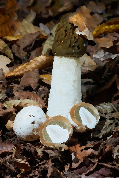 Common Stinkhorn Phallus Impudicus jpg mushroom information