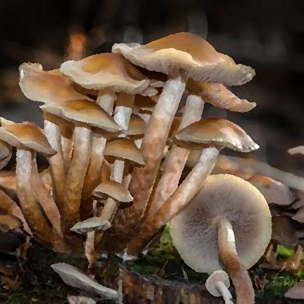 Conifer Tuft Hypholoma Capnoides mushroom information