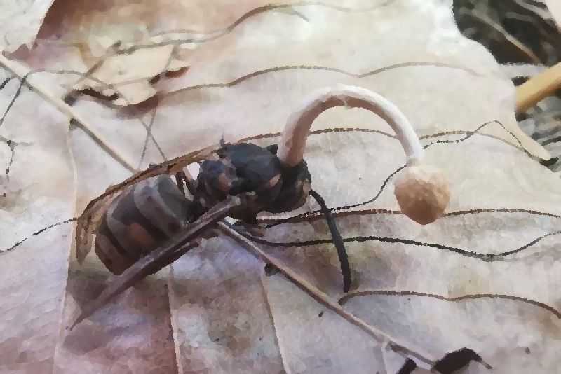 Cordyceps Wasp Killing Ophiocordyceps Sphenocephala mushroom information