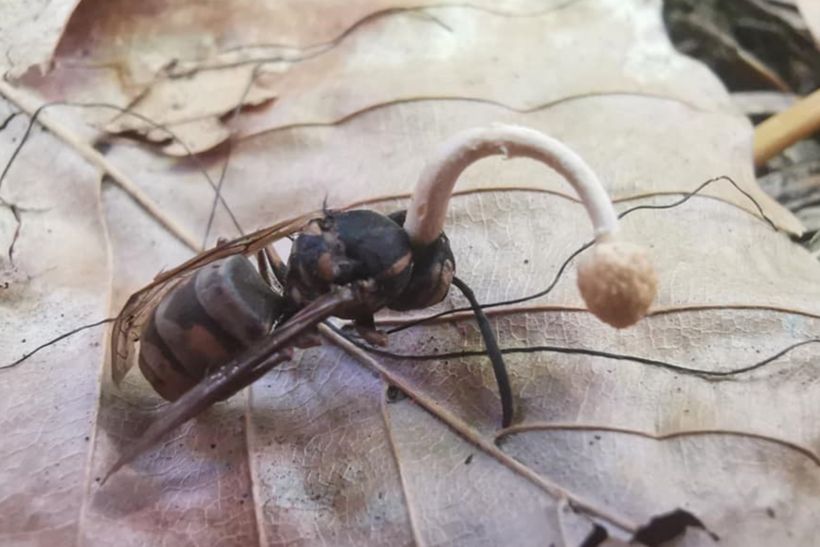 Cordyceps Wasp Killing Ophiocordyceps Sphenocephala