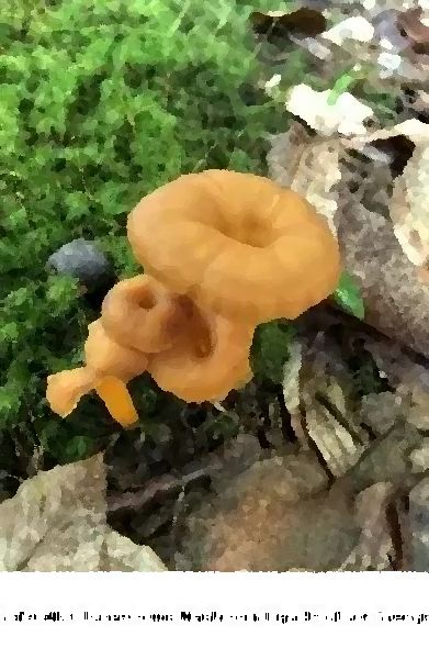 Craterellus Tubaeformis Mushroom Liquid Culture Syringe mushroom information