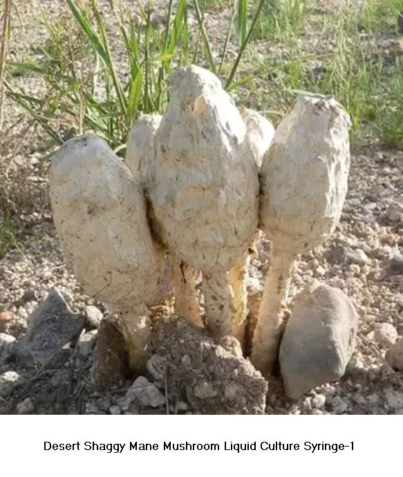 Desert Shaggy Mane Mushroom Liquid Culture Syringe