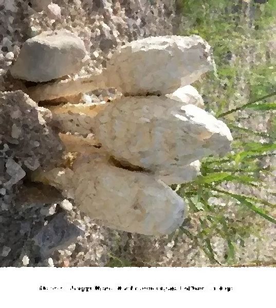 Desert Shaggy Mane Mushroom Liquid Culture Syringe mushroom information