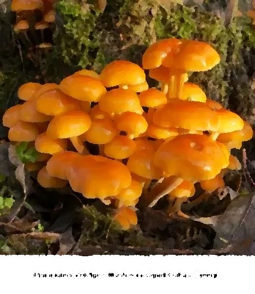 Flammulina Velutipes Mushroom Liquid Culture Syringe mushroom information