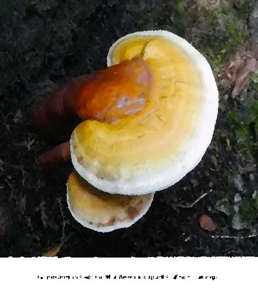 Ganoderma Curtisii Mushroom Liquid Culture Syringe mushroom information