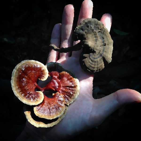 Ganoderma Formosanum mushroom information