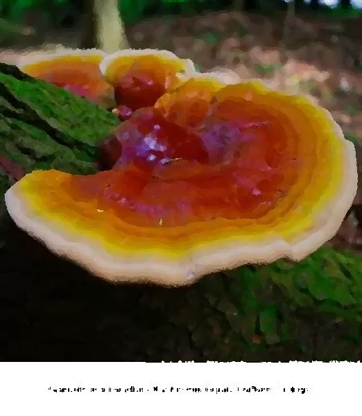 Ganoderma Lucidum Mushroom Liquid Culture Syringe mushroom information