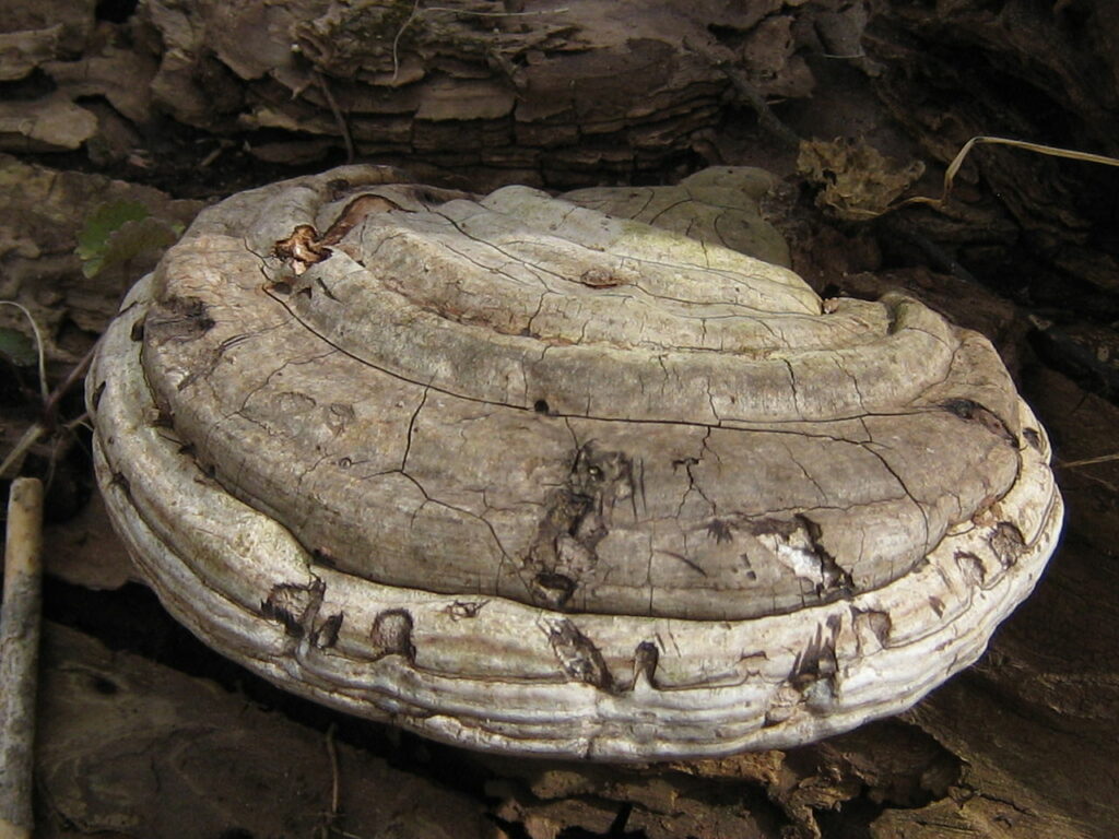 Ganoderma Megaloma