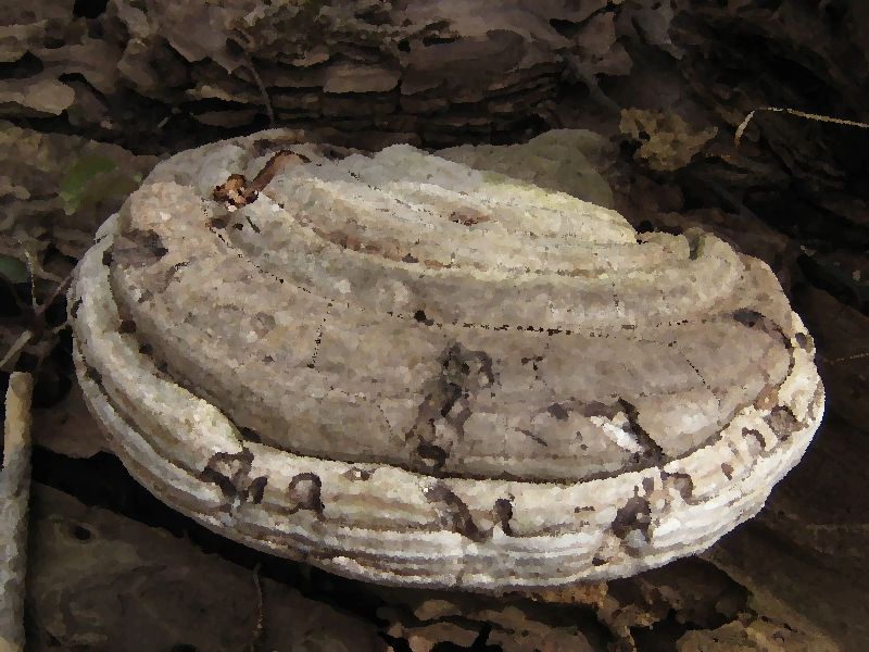 Ganoderma Megaloma mushroom information