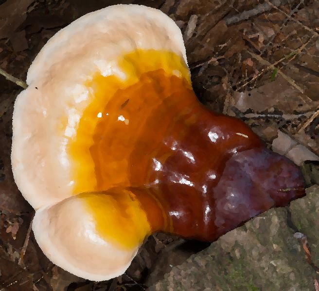 Ganoderma Neo mushroom information