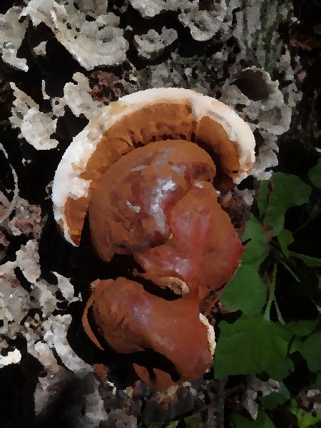 Ganoderma Polychromum mushroom information