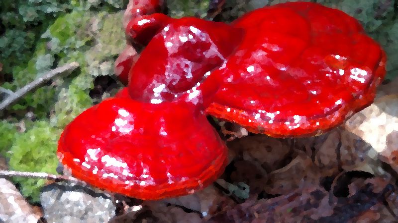 Ganoderma Tsugae mushroom information