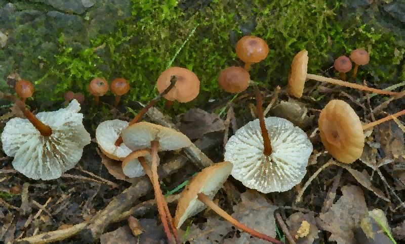 Garlic Scented Mushroom Mycetinis Scorodonius mushroom information
