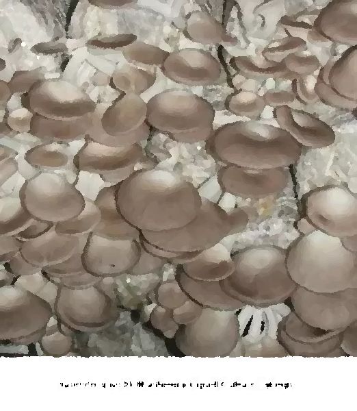 Geesteranus Mushroom Liquid Culture Syringe mushroom information