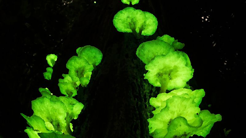 Ghost Fungus Omphalotus Nidiformis mushroom information