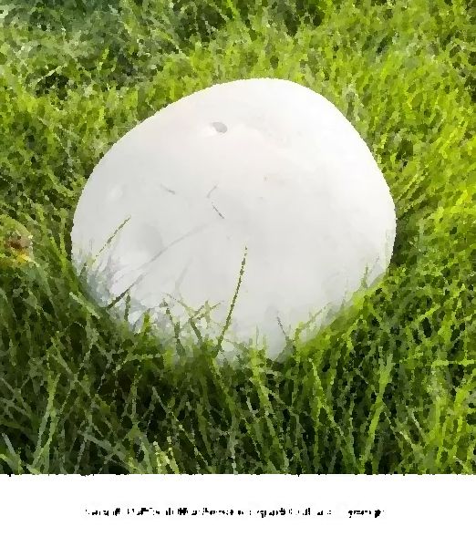 Giant Puffball Mushroom Liquid Culture Syringe mushroom information