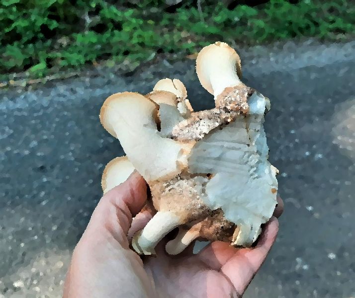 Giant Sawgill Mushroom Neolentinus Ponderosus mushroom information