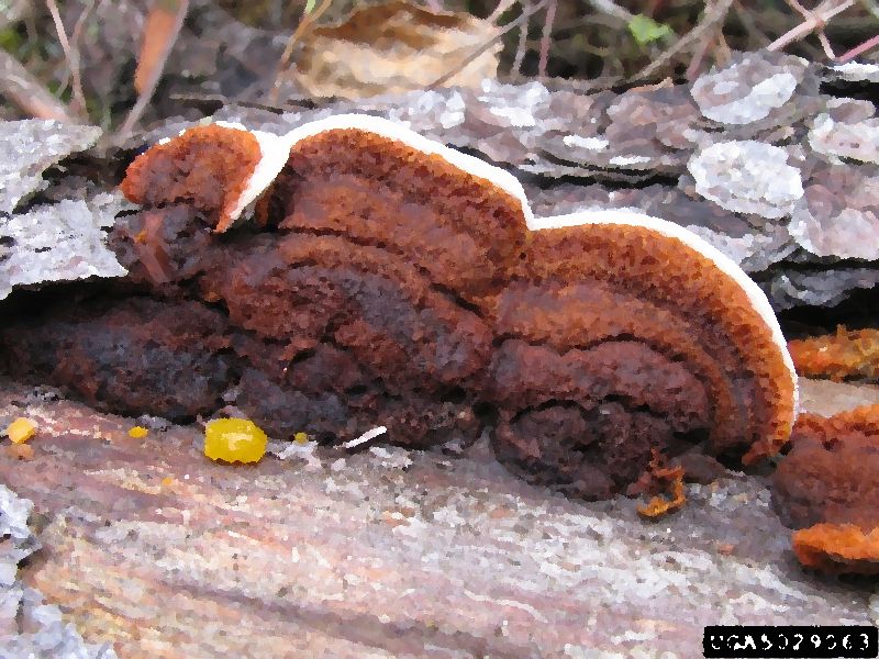Gilled Polypore Lenzites Betulina mushroom information