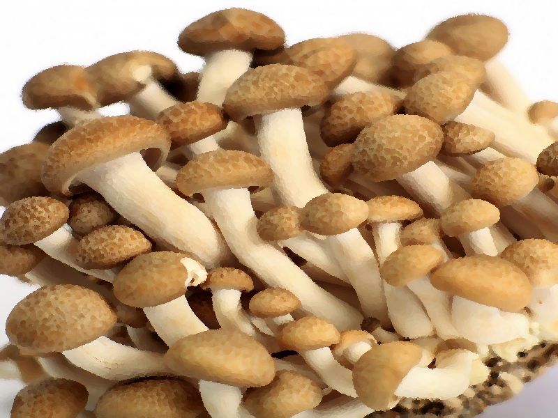 Golden Brown Beech mushroom information