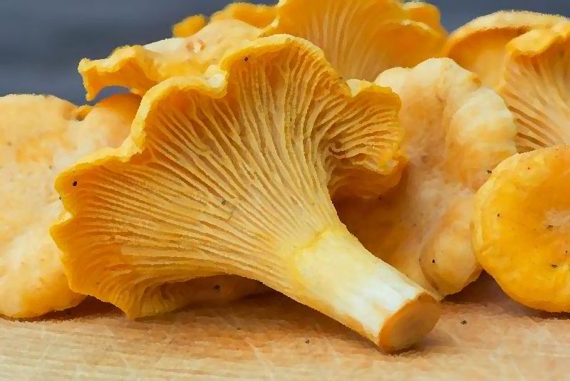 Golden Chanterelle mushroom information