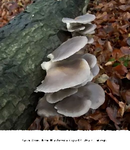 Grey Dove New Mushroom Liquid Culture Syringe mushroom information