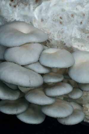 Grey Dove Oyster mushroom information 1