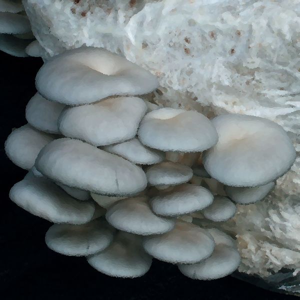 Grey Dove Oyster mushroom information