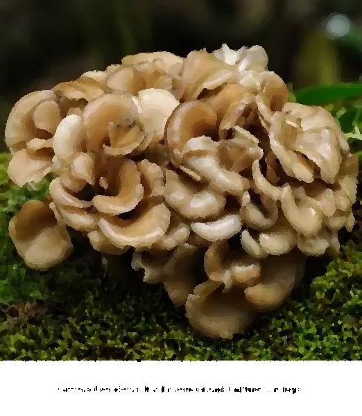Grifola Frondosa Mushroom Liquid Culture Syringe mushroom information
