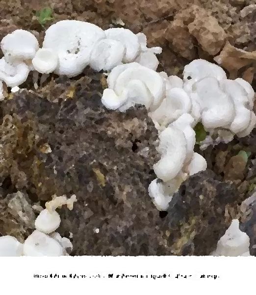 Hed Khon Khao Mushroom Liquid Culture Syringe mushroom information