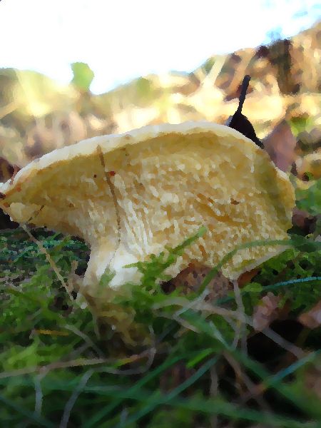 Hedgehog Mushrooms mushroom information