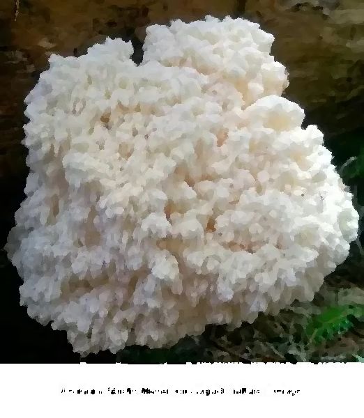 Hericium Abietis Mushroom Liquid Culture Syringe mushroom information
